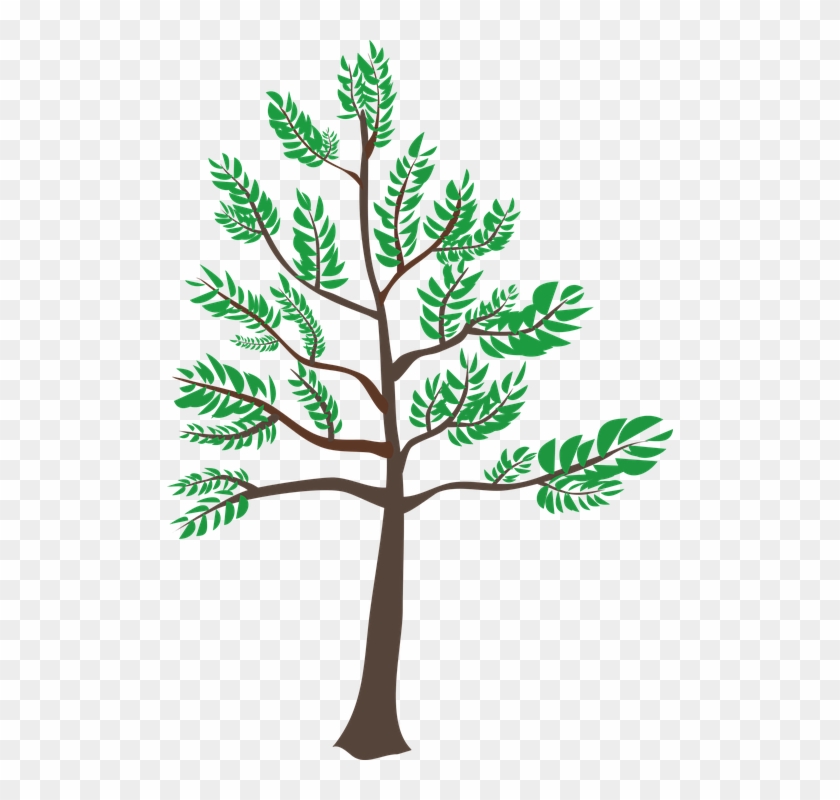 Cedar, Green, Heatwave, Leaf, Summer, Tree, Young - Young Tree Clipart #440013