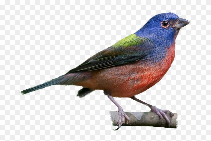 Painted Bunting - Painted Bunting Clipart #444641