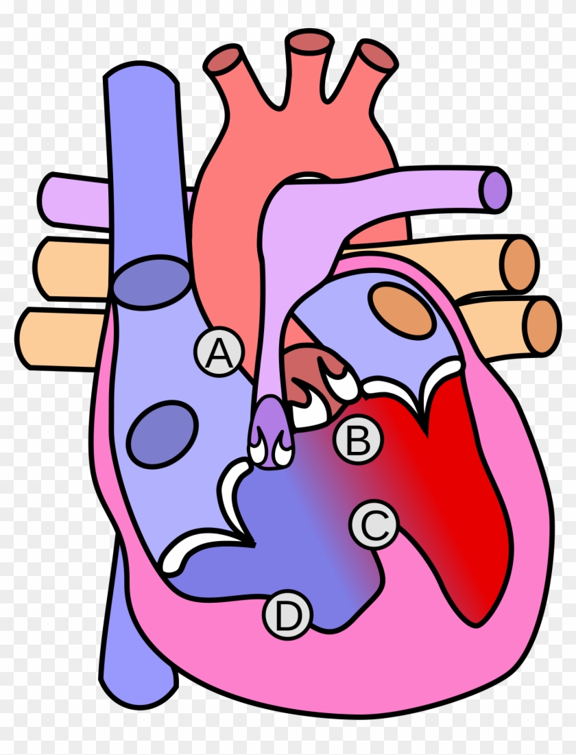 Open - Diagram Of The Heart #457004