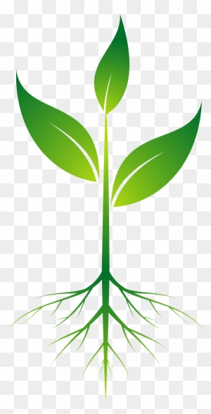 Root Plant Clip Art - Root Plant Png - Free Transparent PNG Clipart