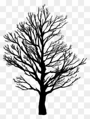 Barren, Branches, Nature, Plant, Plants, Silhouette - Screws Us Up Most In Life