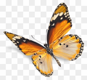 Real Butterfly Png - Natural Images Png - Free Transparent PNG Clipart ...