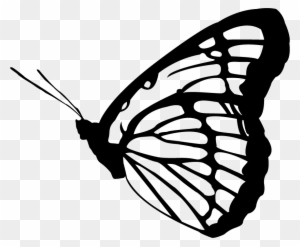 Butterfly Vector - Adult Stage Of Butterfly - Free Transparent PNG ...