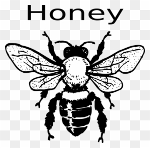 Honey Bee Clipart Black And White, Transparent PNG Clipart Images Free