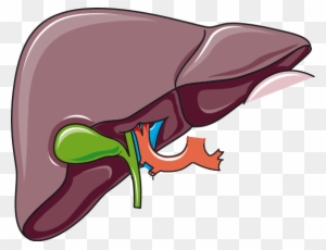 Liver And Gallbladder - Liver And Gallbladder Png - Free Transparent ...