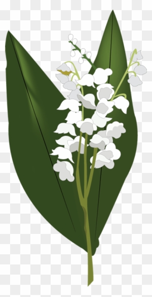 Lily Of The Valley Png Hd - Lily Of The Valley Png - Free Transparent ...