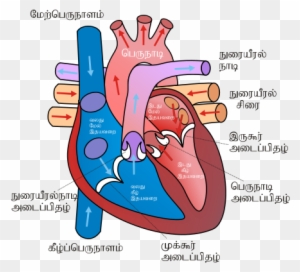Human Heart Images  Free Download on Freepik