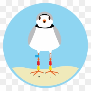 About The Piping Plover - Cartoon Piping Plover - Free Transparent PNG ...