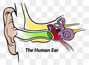human ears clipart