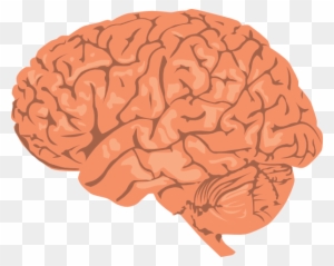 Small - Brain Png - Free Transparent PNG Clipart Images Download