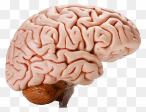 Brain Transparent Images - Human Brain 3d Model - Free Transparent PNG ...