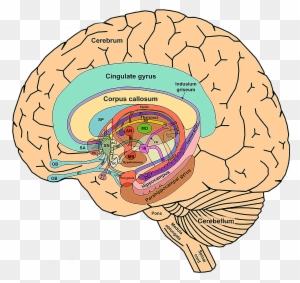 Ap Psychology - Basal Ganglia And Limbic System - Free Transparent PNG ...