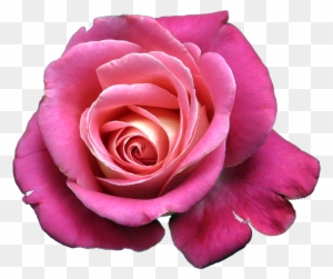 Gambar Bunga Mawar Merah Besar Red Rose Hd 3d Free Transparent