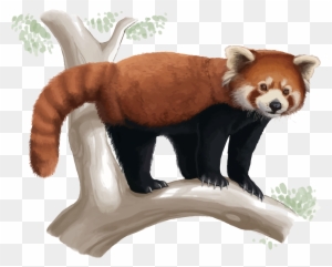 Red Panda Giant Panda Drawing Cuteness Red Panda Realistic Drawing Free Transparent Png Clipart Images Download