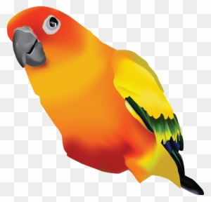 Jp Arts - Sun Conure Transparent Background