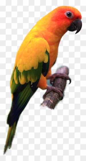 Sun Conure - Sun Conure Png