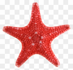 Clipart Sea Star Top 83 Free Image - Cute Starfish Clipart - Free ...