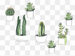 Download Cactus And By Siwat Succulent Svg Free Transparent Png Clipart Images Download