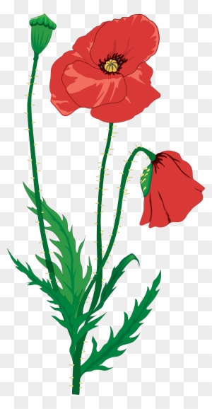 Poppy Flower Clip Art, Transparent PNG Clipart Images Free Download