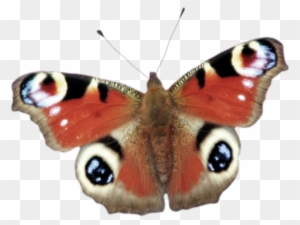 peacock butterfly animal crossing