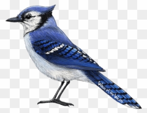 Free Cartoon Blue Jay, Download Free Cartoon Blue Jay png images, Free  ClipArts on Clipart Library