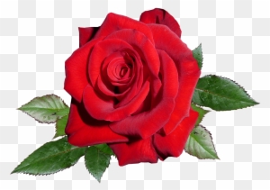 Rose, Red, Romance, Valentine - Rosas Rojas Png - Free Transparent PNG  Clipart Images Download