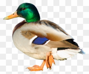 Picture Of Duck - Imagen De Duck - Free Transparent Png Clipart Images 