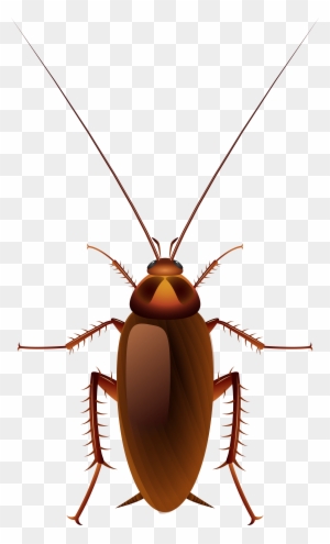 cute cockroach clipart