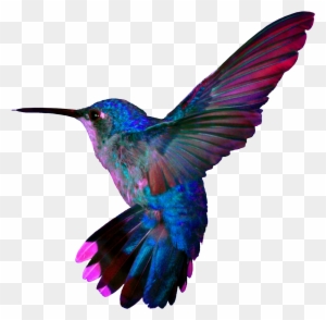 Hummingbird4 Hummingbird Tattoo Free Transparent Png Clipart Images Download