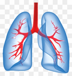 Lungs - Stronger Lungs - Free Transparent PNG Clipart Images Download