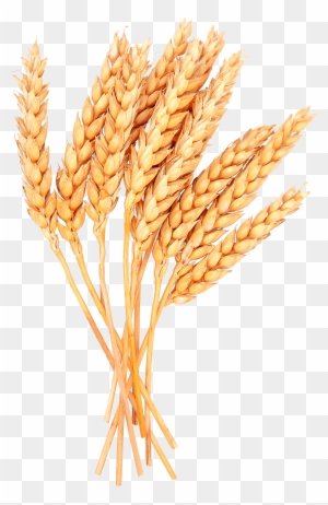 sheaves of wheat clipart outline