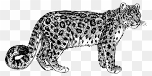 Snow Leopard Cliparts - Drawing Of A Leopard