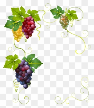 Wine Grape Divertimento Clip Art - Border Grape Vines Clip Art - Free ...