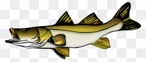 snook clipart