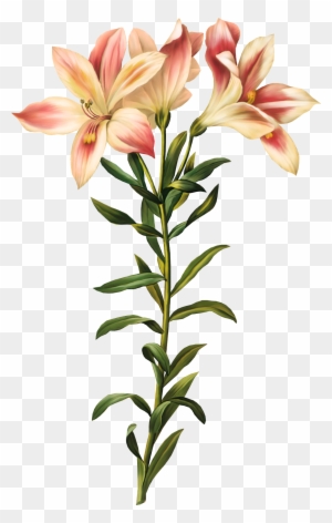 incas clipart flower