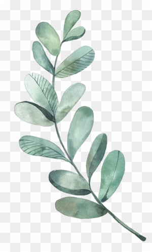 La Hoja De Dibujo Acuarela, Ilustración - Eucalyptus Leaves Clip Art