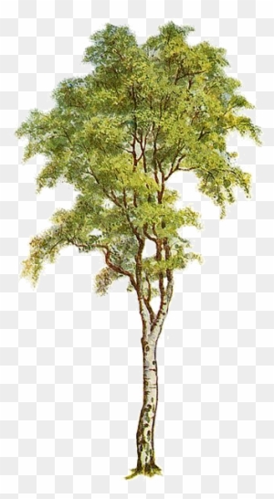 When To Plant Birch Trees - Clases De Arboles Y Sus Nombres - Free  Transparent PNG Clipart Images Download