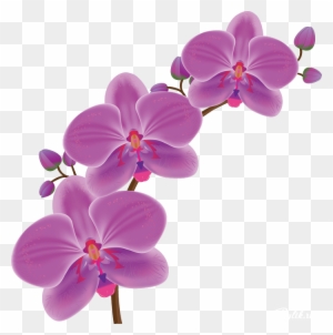 Orchid Drawing - Free Transparent PNG Clipart Images Download