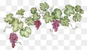 grapevine clipart borders