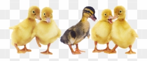 Duck And Ducklings Png