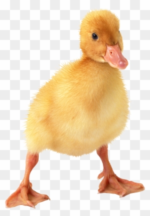 Little Duck Png Image - Duckling Png