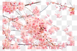 Japan Cherry Blossom 4k Resolution Wallpaper Cherry Blossom