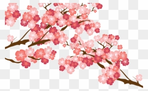 Cherry Blossom Cerasus - Ramas De Flores De Cerezo Png - Free Transparent  PNG Clipart Images Download