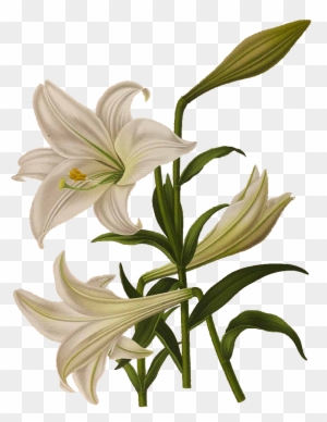 Easter Lily Flower Stock Photography Clip Art - Easter Lily Clipart ...