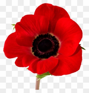 Download Poppy - Poppy Lest We Forget - Free Transparent PNG Clipart Images Download