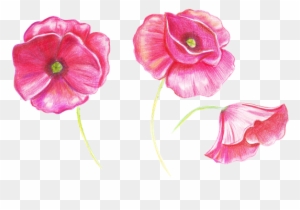 Hand Drawing Sketch Poppy Flower Drawing Free Transparent Png