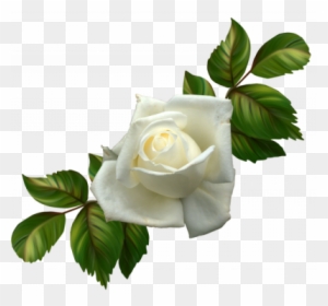 Resultado De Imagen Para Flores Blancas De Duelo Png - Rosas Blancas Png -  Free Transparent PNG Clipart Images Download