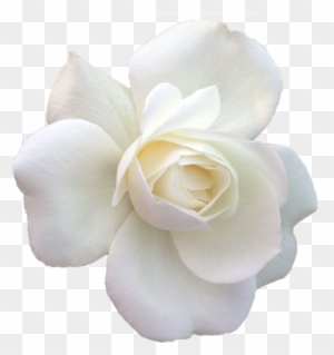 Rosas Blancas Png - White Roses Border Clipart - Free Transparent PNG  Clipart Images Download