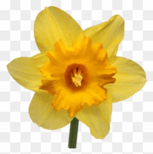 Gp-60, Daffodils, - Transparency - Free Transparent PNG Clipart Images ...