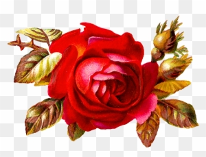 This Is A Stunning Digital Red Rose Graphic I Created - Vintage Red Roses Clipart